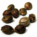 Семена марихуаны АК-47  (Seeds AK-47) в Кирове